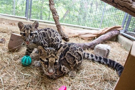 First-Ever Clouded Leopard Cubs Debut at the Smithsonian’s National Zoo ...