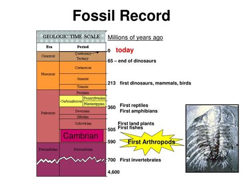 PPT - homology PowerPoint Presentation - ID:816100