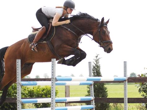 Chestnut Horse Jumping High