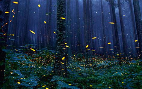 Download wallpapers forest, night, 4k, fireflies, old tree for desktop free. Pictures for ...