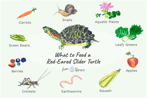 What Does A Pet Turtle Eat?