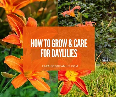 Daylilies: Varieties, Meaning, Blooming Time, Growing, and Care