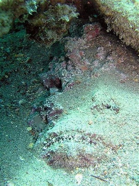 Stonefish - Master of Camouflage (20 pics)