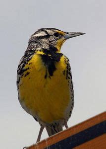 Kansas State Bird - Western Meadowlark