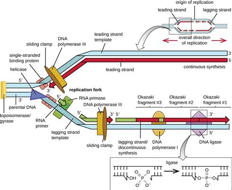 Bacterial DNA Replication: 3 Important Concepts - LAMBDAGEEKS