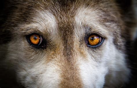 Wolf Eyes Photograph by Teri Virbickis