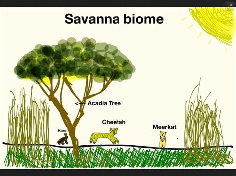 Tropical Grassland Animals And Plants