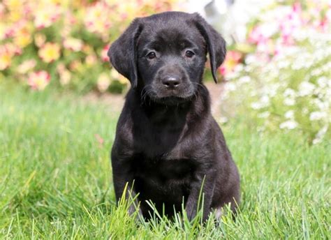 Black Lab Puppies for Sale - Keystone Puppies