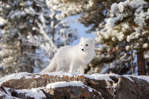 Arctic Fox - Yukon Wildlife Preserve