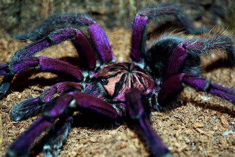 Purple Tarantula - A-Z Animals