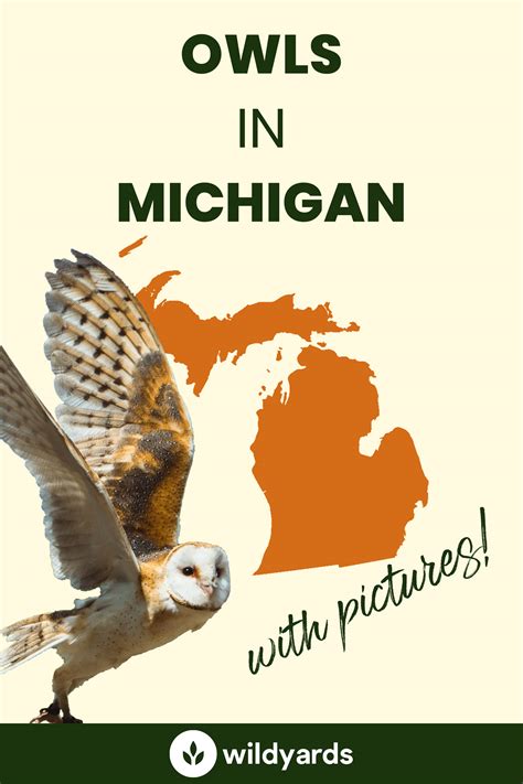 All 11 Owls in Michigan [With Sounds & Pictures]