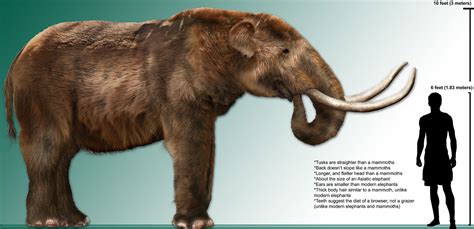 Mastodonte — Wikipédia | Ancient animals, Extinct animals, Prehistoric animals