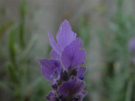 Free picture: lavender, petals