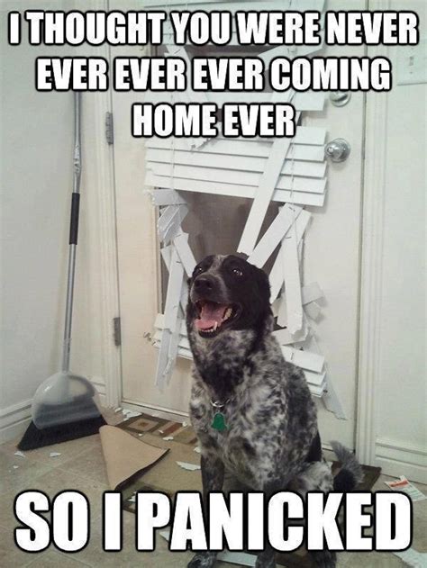 11 National Dog Day Memes That Are Just As Hilarious As They Are Cute