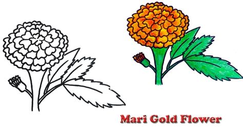 Marigold Flower Drawing Images | Best Flower Site