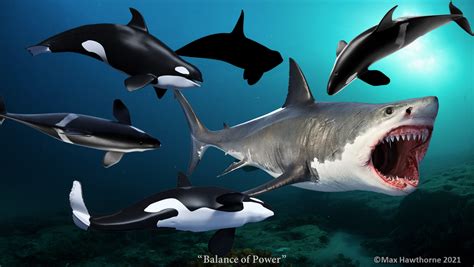 Great White Shark Vs Killer Whale Who Would Win