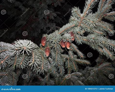 Snow on pine trees stock image. Image of advent, frost - 108421275