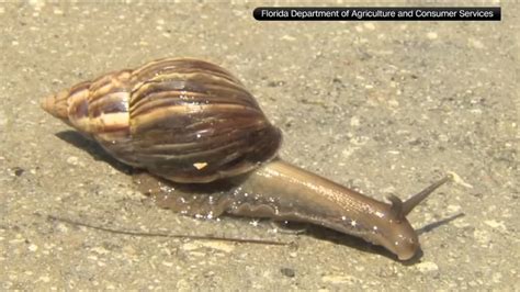 Giant African land snails, which carry parasite, send south FL neighborhoods into quarantine ...