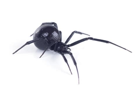 Black Widow Spider Bite Stages and Symptoms | AAI Pest Control