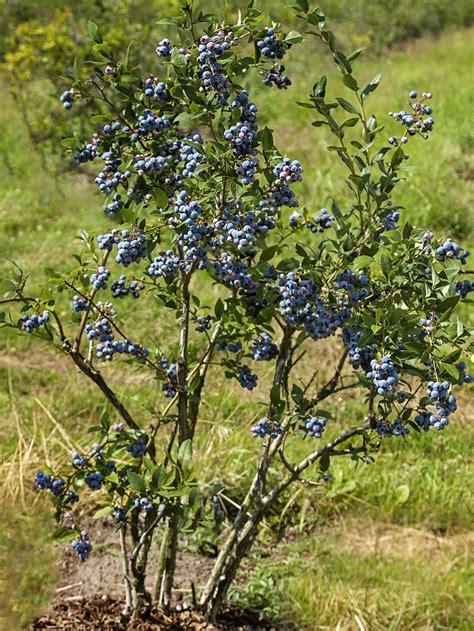 Brigitta Blueberry | Blueberry Plants | Northern Highbush