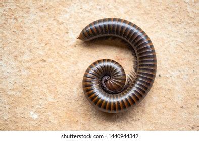 86 Vegetable eating millipedes Images, Stock Photos & Vectors | Shutterstock