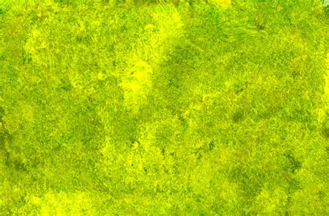 Yellow-Green Paint Texture (JPG) | OnlyGFX.com