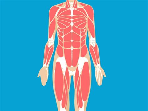 Mylohyoid Muscle Anatomy, Function & Diagram | Body Maps