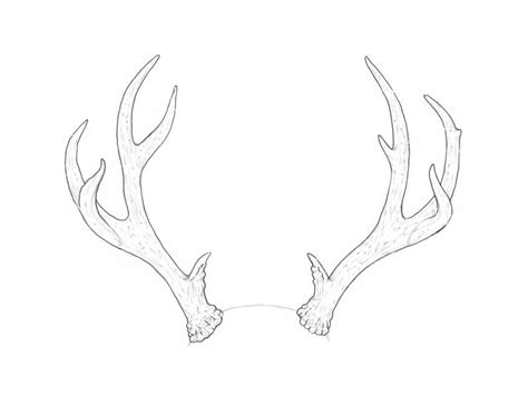 Elk Antler Drawing at PaintingValley.com | Explore collection of Elk Antler Drawing