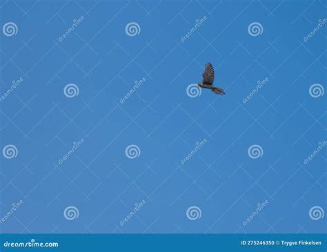 Eurasian Sparrowhawk Accipiter Nisus Hovering Above a Field Hunting Rodents.. Stock Photo ...