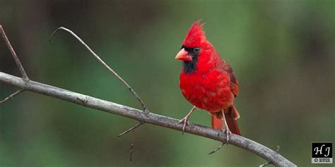 Northern Cardinal – Gallery | Northern cardinal, Gallery, Cardinal