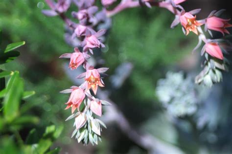 15 Types of Easy-Care Flowering Succulents You Can Brag About