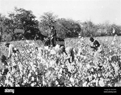 Cotton Plantations Slavery