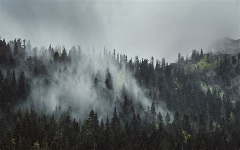 Download wallpaper 3840x2400 forest, fog, trees, mountains, - EroFound