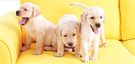 Yellow Dog Breeds - 20 Fawn Dogs To Brighten Up Your Day!