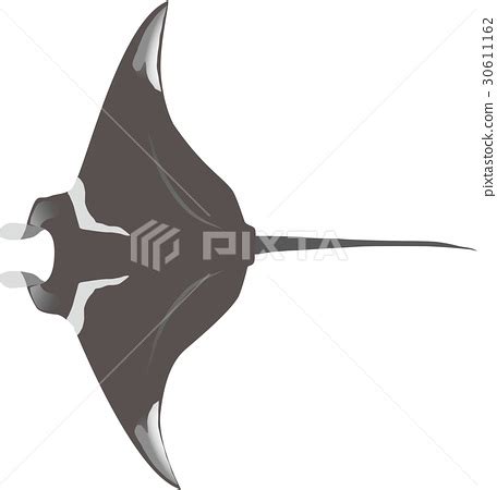 Manta Ray Vector at GetDrawings | Free download