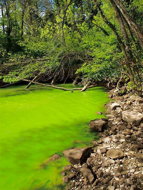 Eutrophication- Definition, Causes, Types, Process, Examples