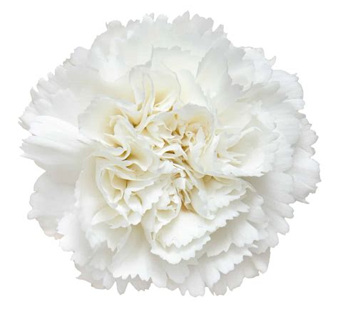 White Carnation: Meaning, Symbolism, and Proper Occasions - A-Z Animals