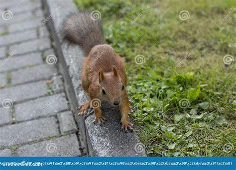 The Red Squirrel Eats the Nuts. Stock Image - Image of nuts, forest ...