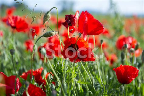 Poppy Field Stock Photo | Royalty-Free | FreeImages