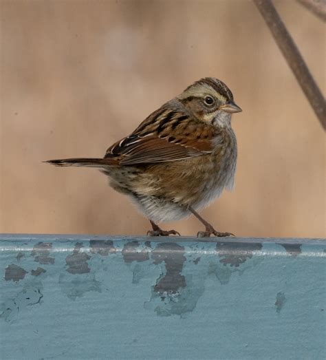 Identification of 11 Sparrow Species: a Photographic Guide | Miles Hearn