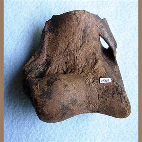 American Lion Humerus Distal End Fossil - Fossils & Artifacts for Sale ...