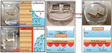 Schematic illustration of the adhesion and cohesion forces of water... | Download Scientific Diagram