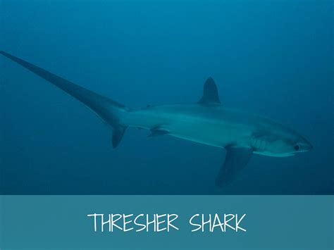 Thresher Shark - More Fun Diving