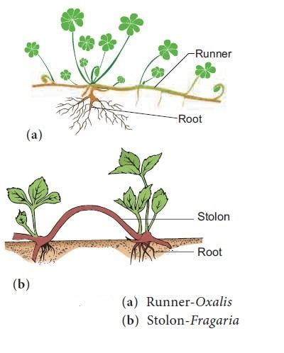 Is stolon a synonym for runner in plants?