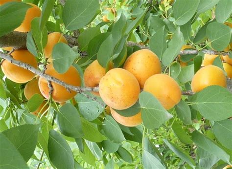 chinese apricot seed | ZHONG WEI Horticultural Products Company,(TOP ...