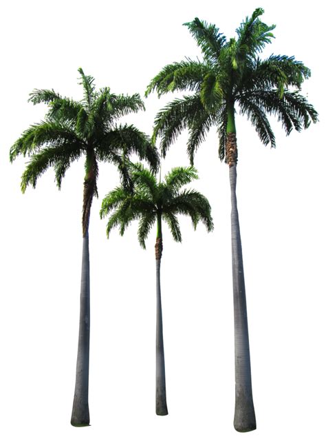 Palm trees by Owhl-stock on DeviantArt