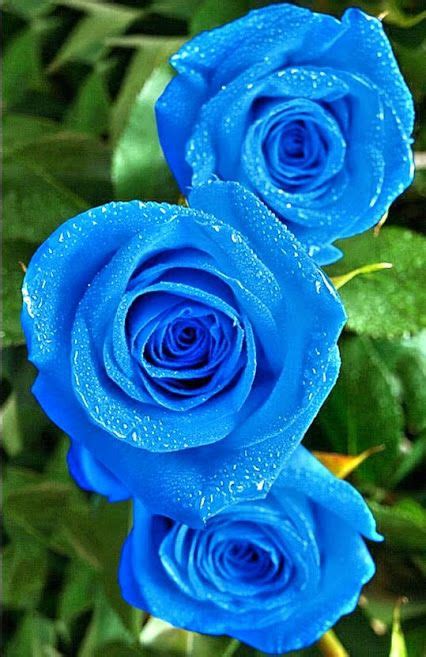 Blue Rose Photo, Top Blue Rose, #14285