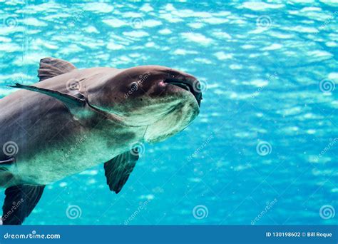 An Endangered Mekong Giant Catfish Pangasianodon Gigas while Swimming on a Blue Water Aquarium ...