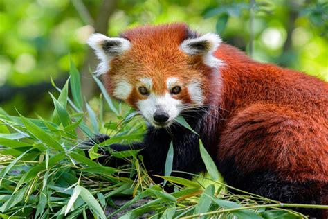 Sikkim Wildlife: 5 Breathtaking Sanctuaries to visit!