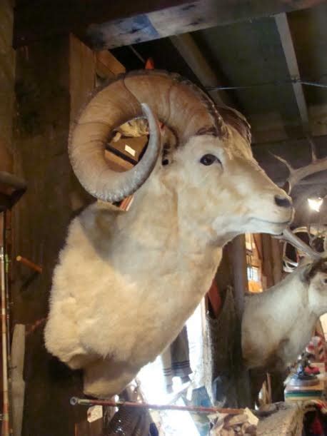 Dahl Sheep Ram Mount - Taxidermy